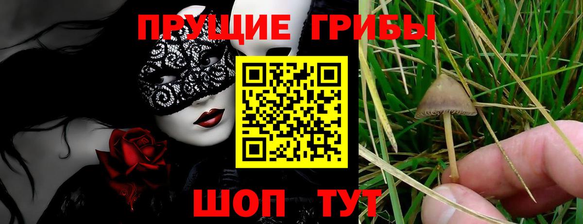 закладка  Галлюциногенные грибы мицелий  Псилоцибиновые грибы Psilocybine cubensis  Вход с VPN  Кунгур 